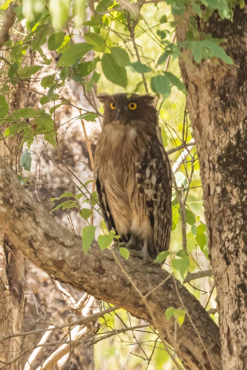 Brown Fish-Owl - ML620361799