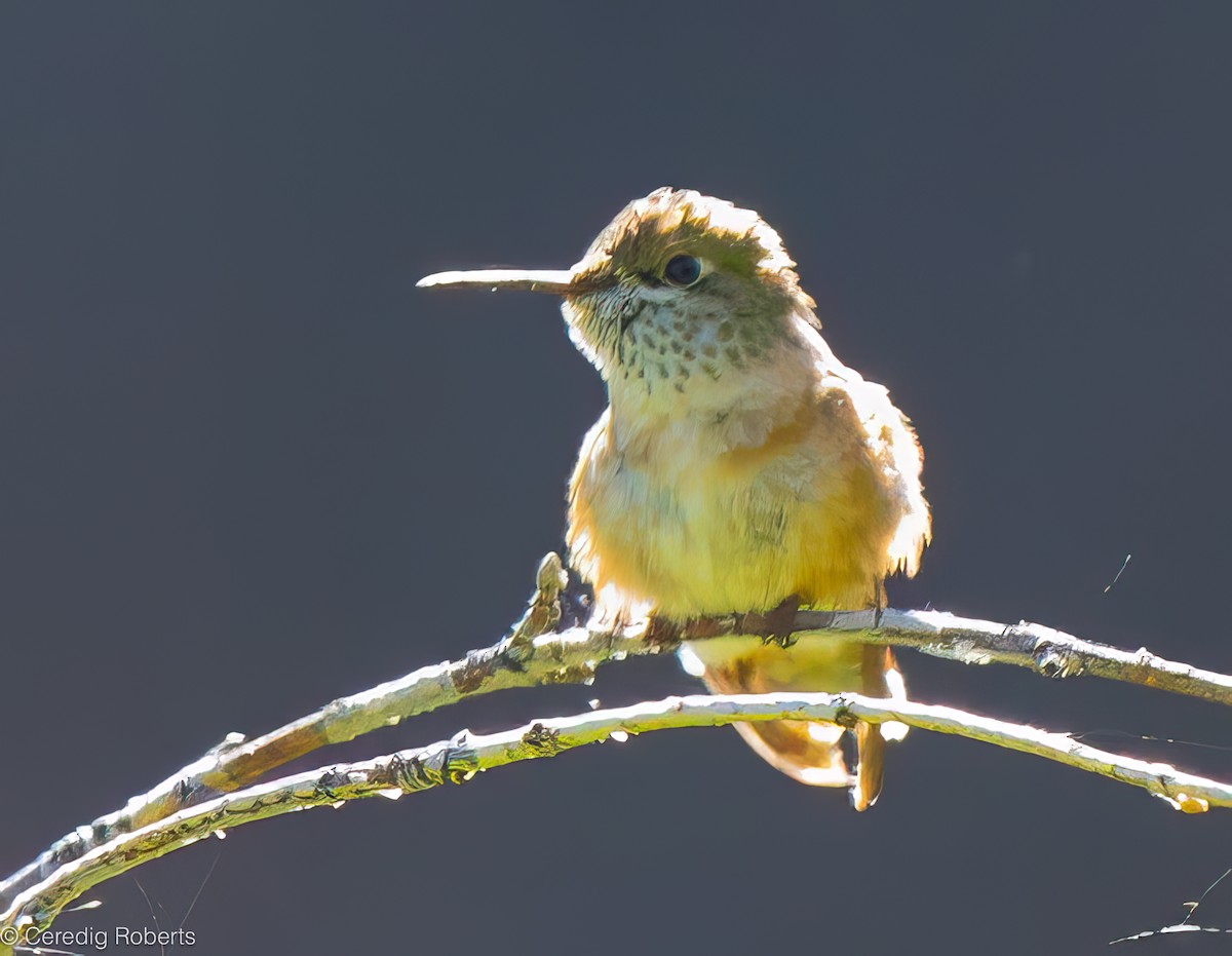Calliope Hummingbird - ML620361836