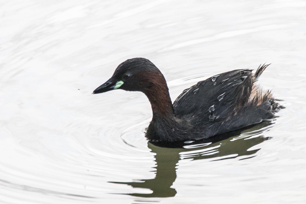 Little Grebe - ML620361838