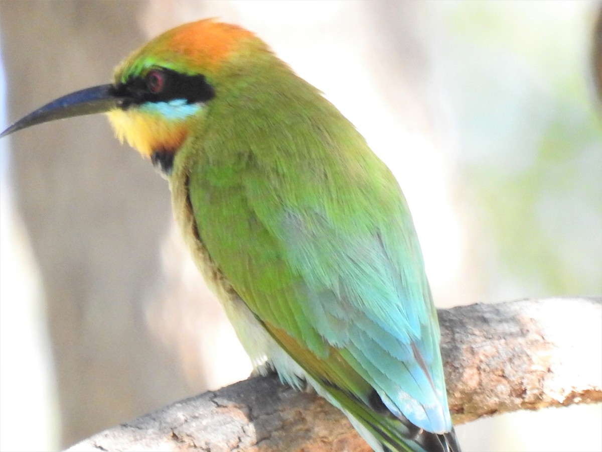 Rainbow Bee-eater - ML620361850
