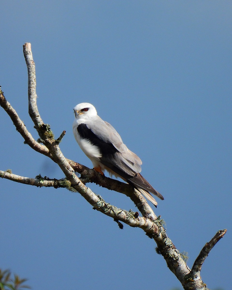 White-tailed Kite - ML620361895