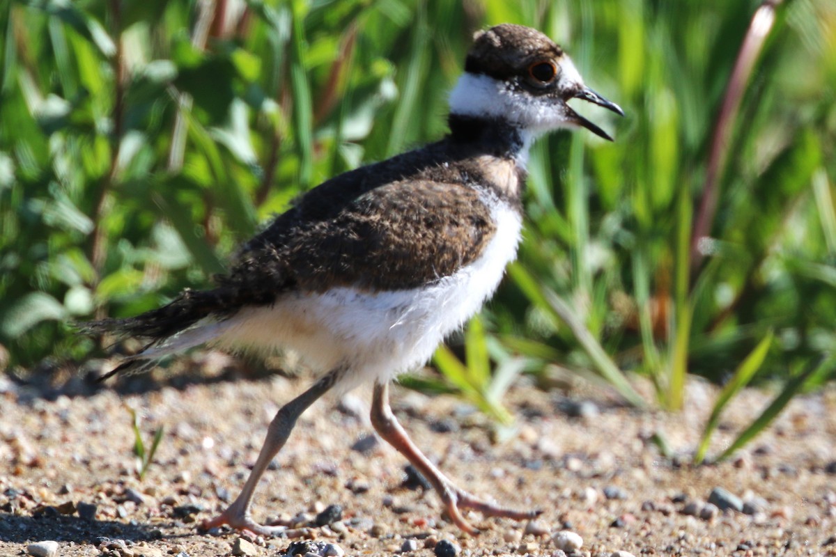 Killdeer - ML620361906