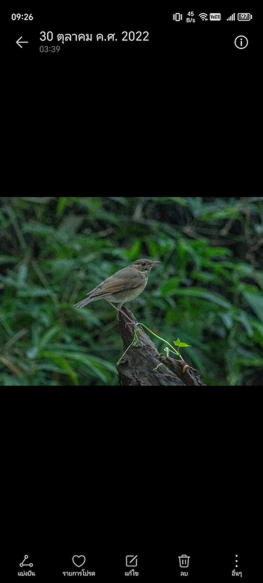 Siberian Blue Robin - ML620361924