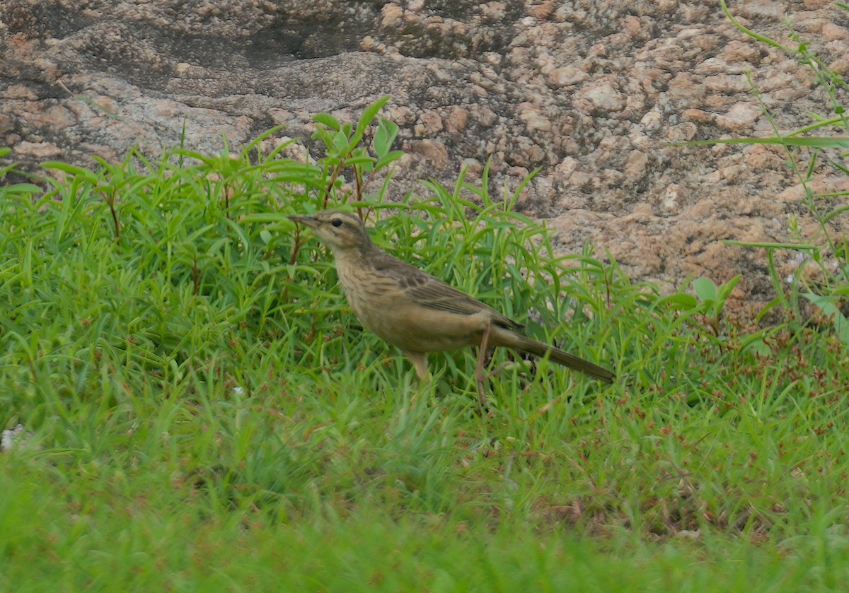 Long-billed Pipit - ML620361926