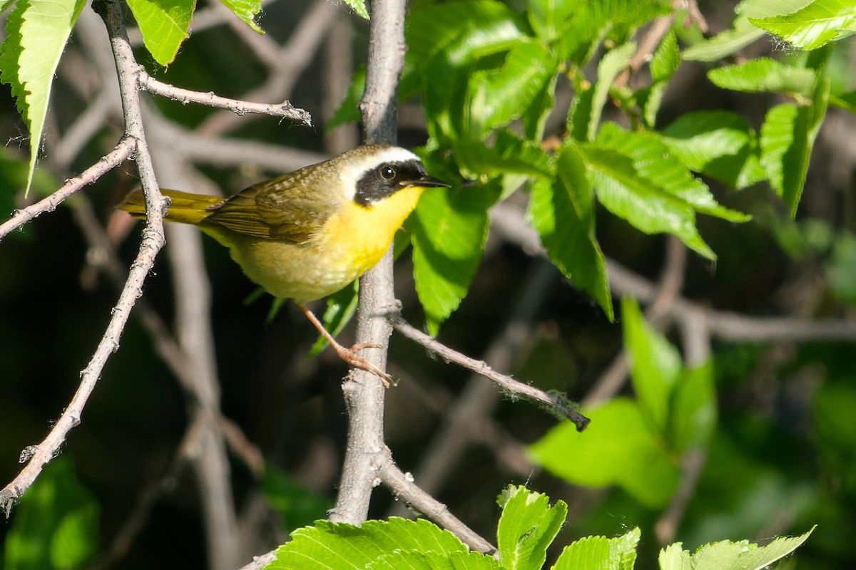 Common Yellowthroat - ML620361939