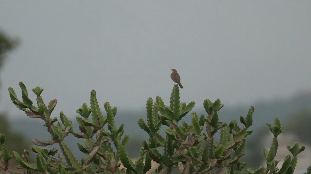 Long-billed Pipit - ML620361943