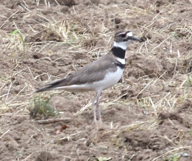 Killdeer - ML620361944