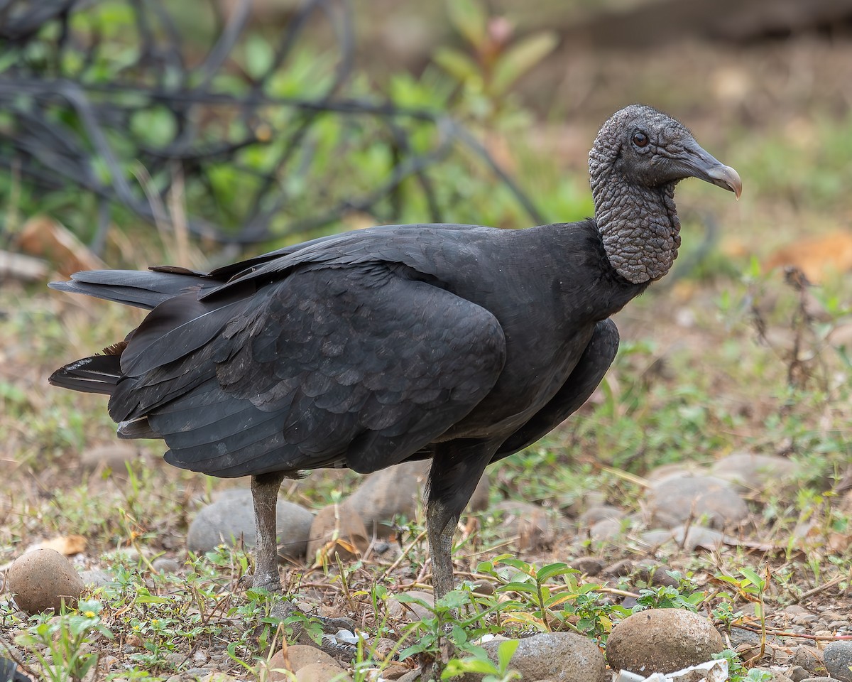 Black Vulture - ML620361945