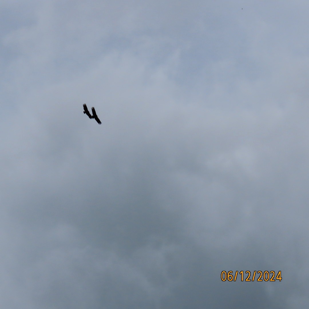 Black Vulture - ML620361958