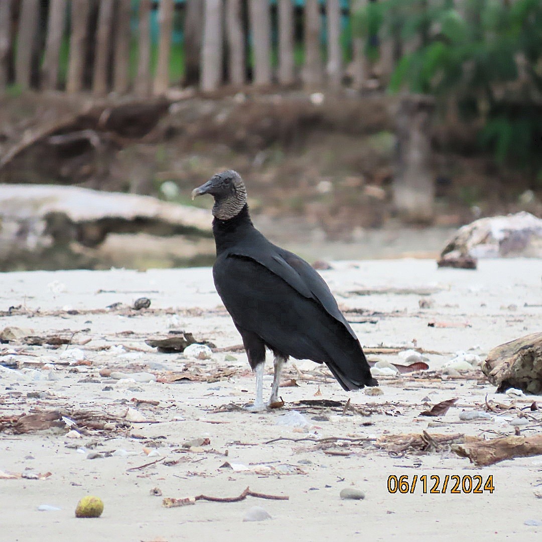 Black Vulture - ML620361959