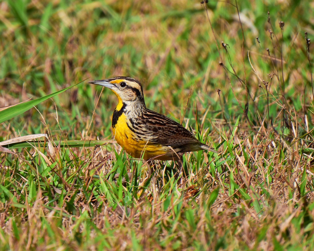 Eastern Meadowlark - ML620361961