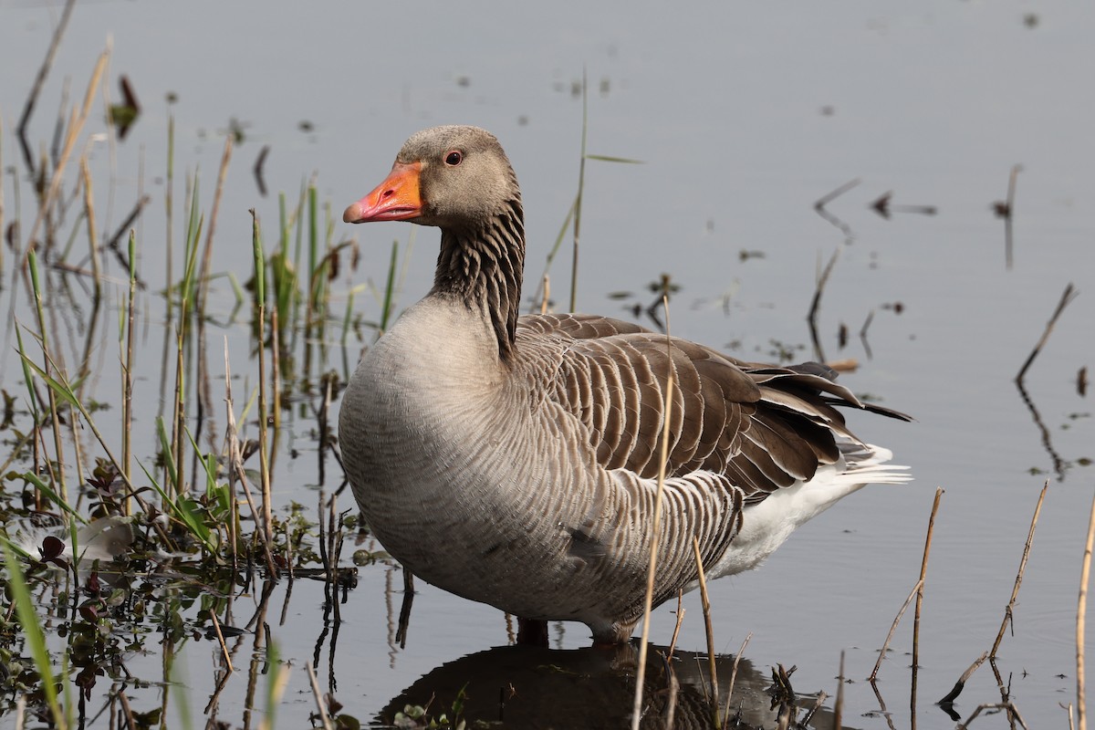 Graylag Goose - Ian Thompson