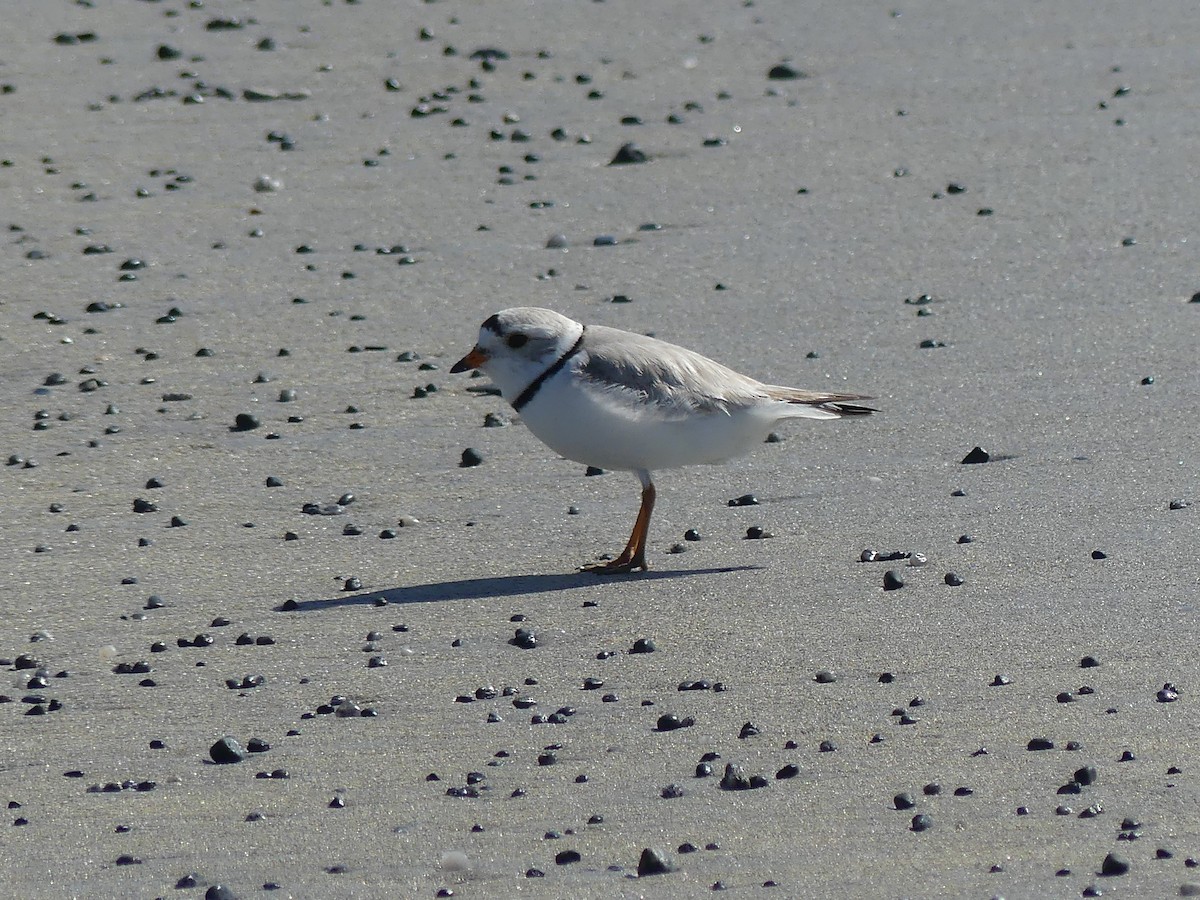 Piping Plover - ML620361979