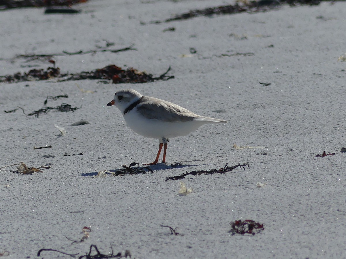 Piping Plover - ML620361982