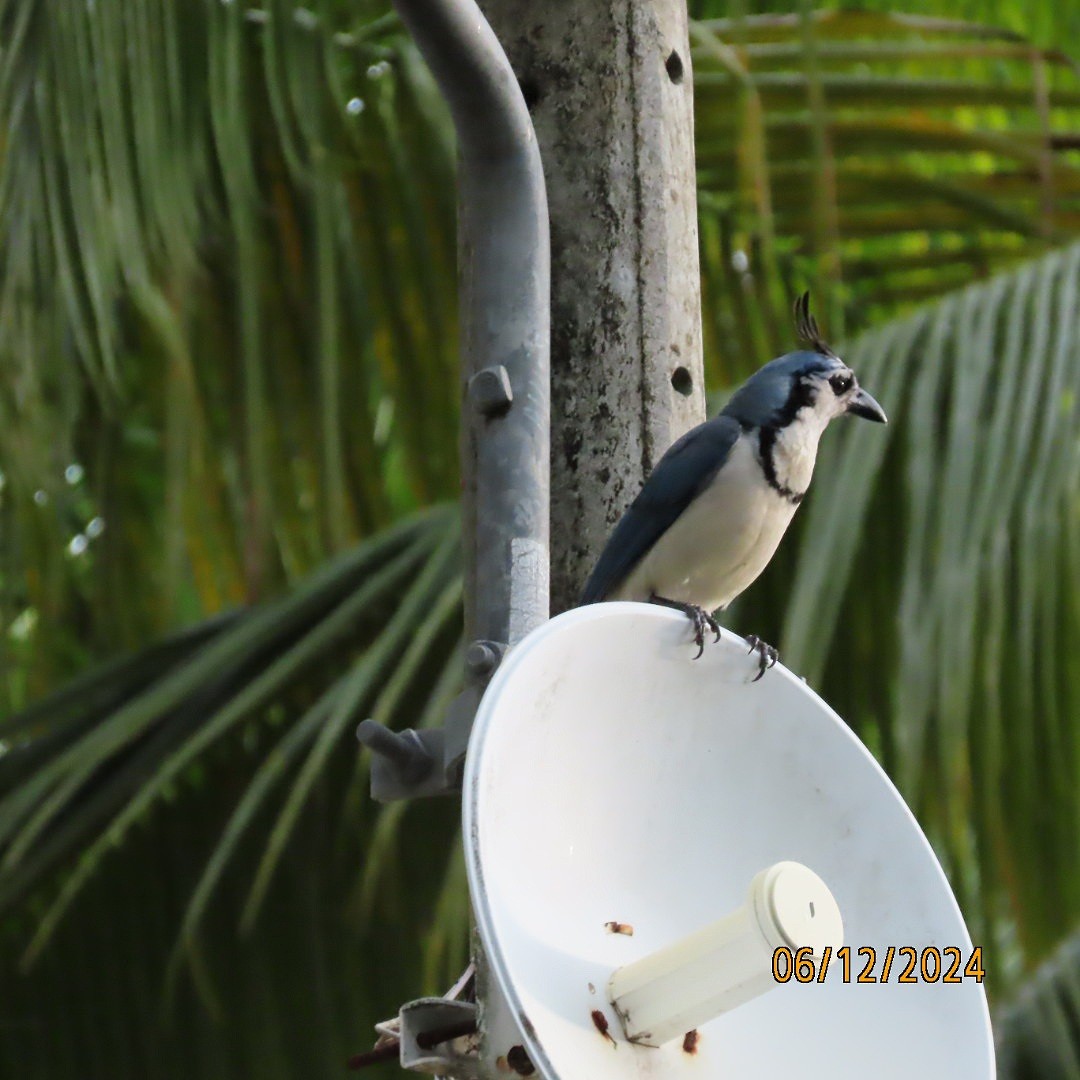 White-throated Magpie-Jay - ML620361983