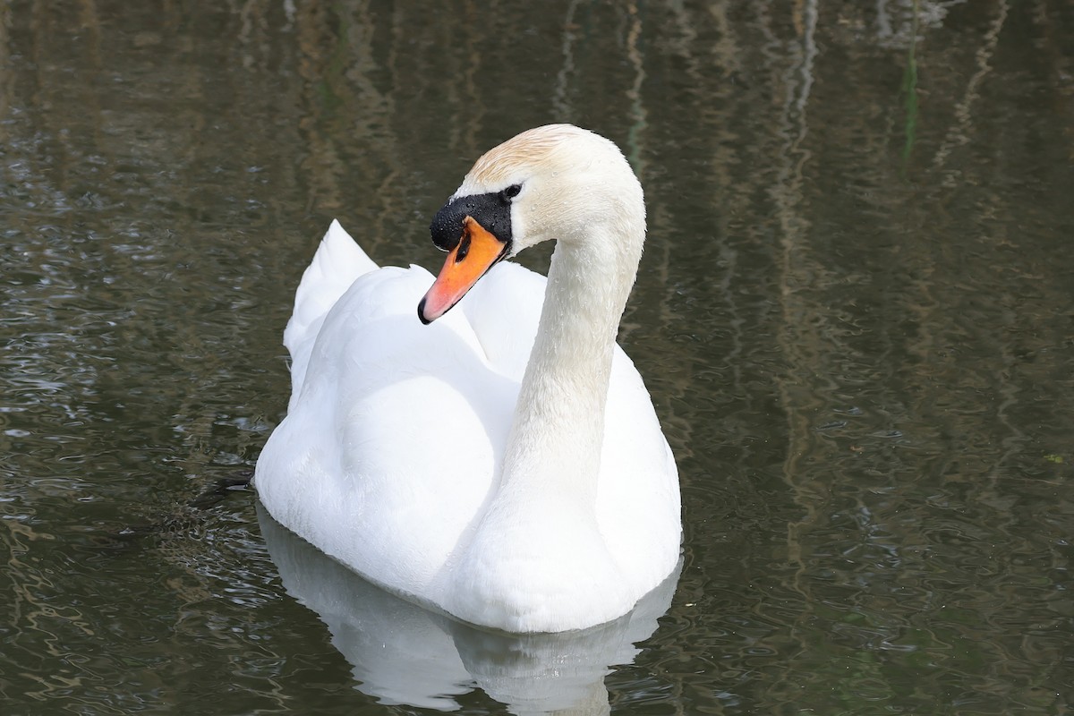 Mute Swan - ML620361984