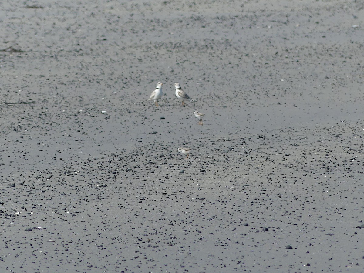 Piping Plover - ML620361991