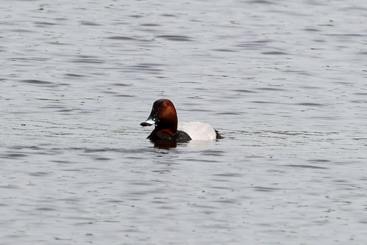 Common Pochard - Ian Thompson