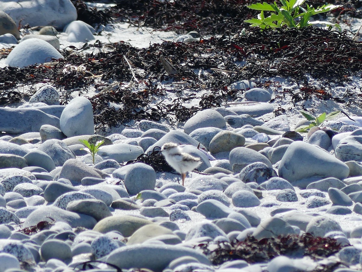 Piping Plover - ML620361995