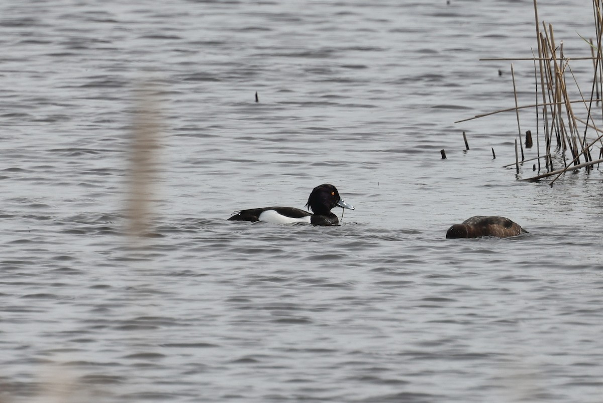 Tufted Duck - Ian Thompson