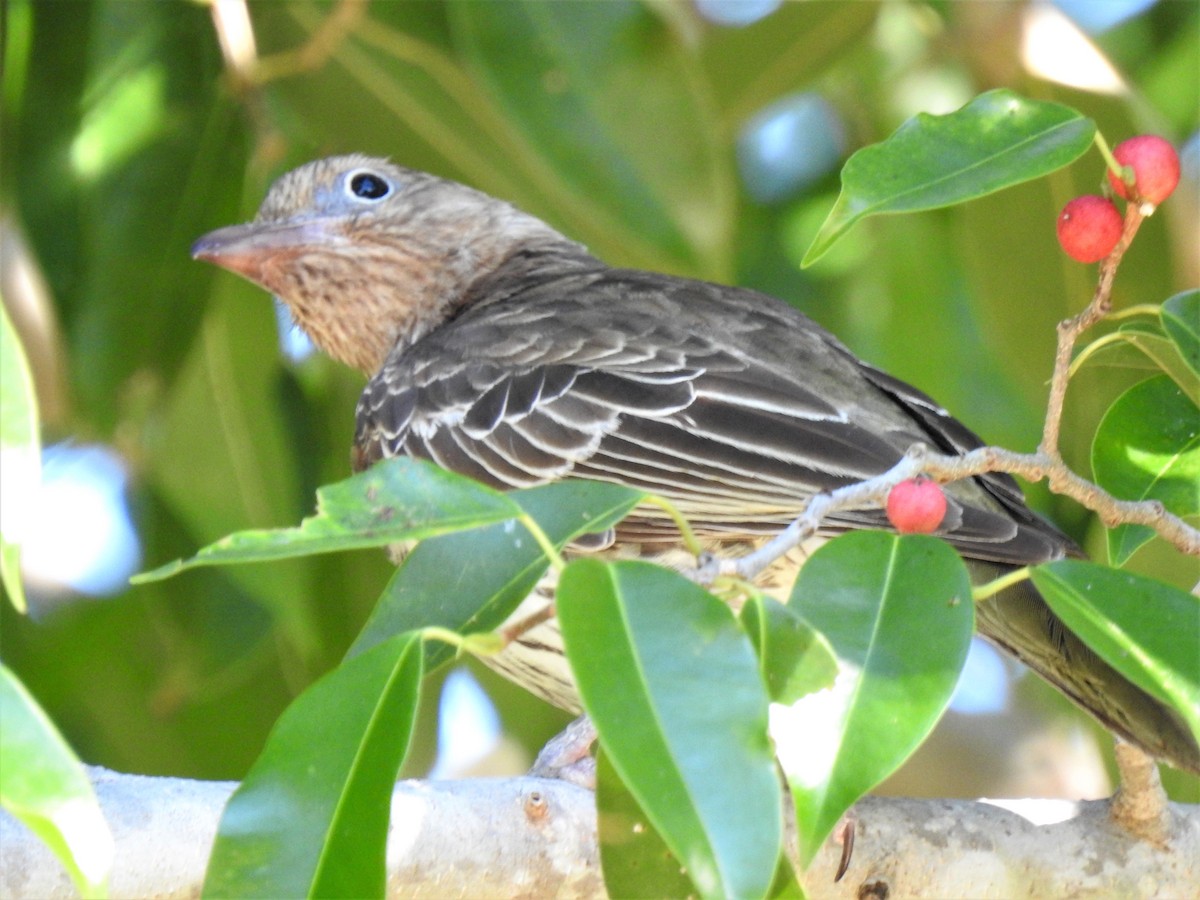 Australasian Figbird - ML620362005