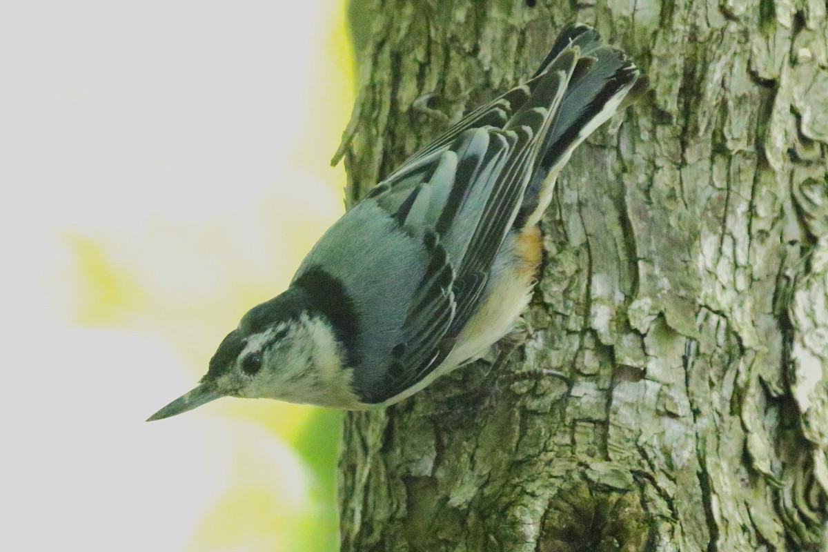 White-breasted Nuthatch - ML620362006