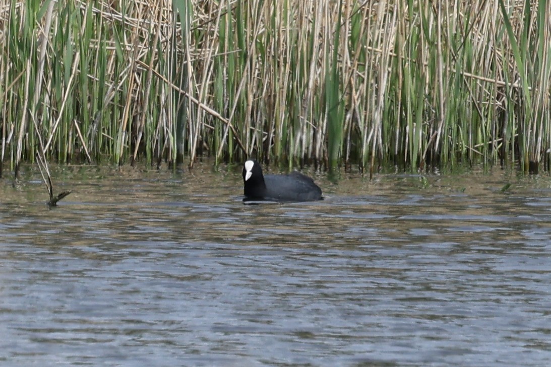 Eurasian Coot - Ian Thompson