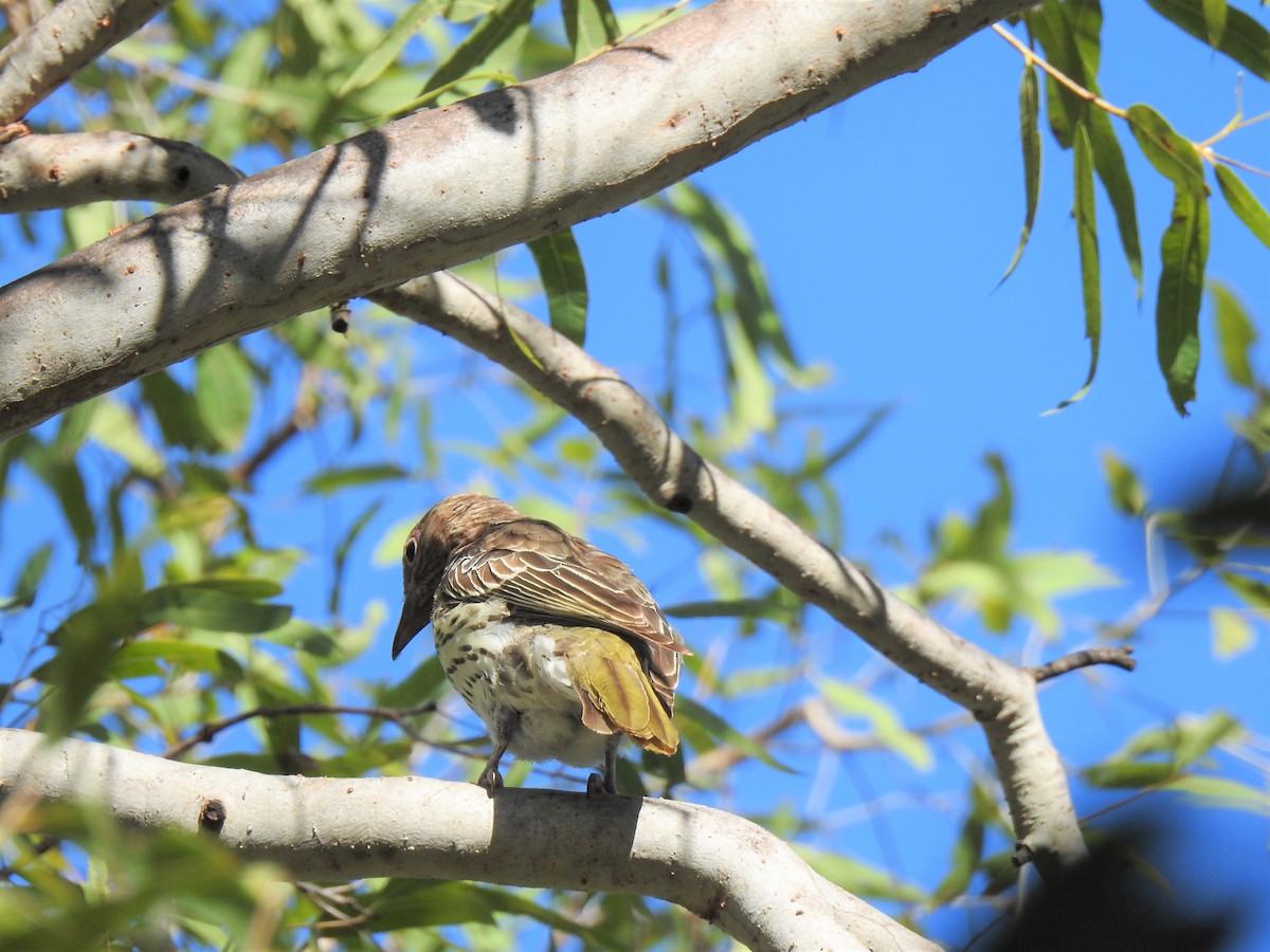 Australasian Figbird - ML620362013