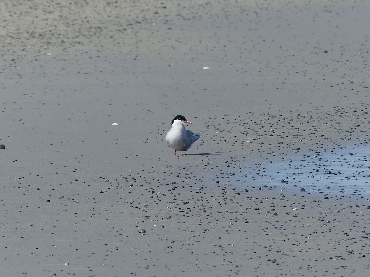 Common/Arctic Tern - ML620362015