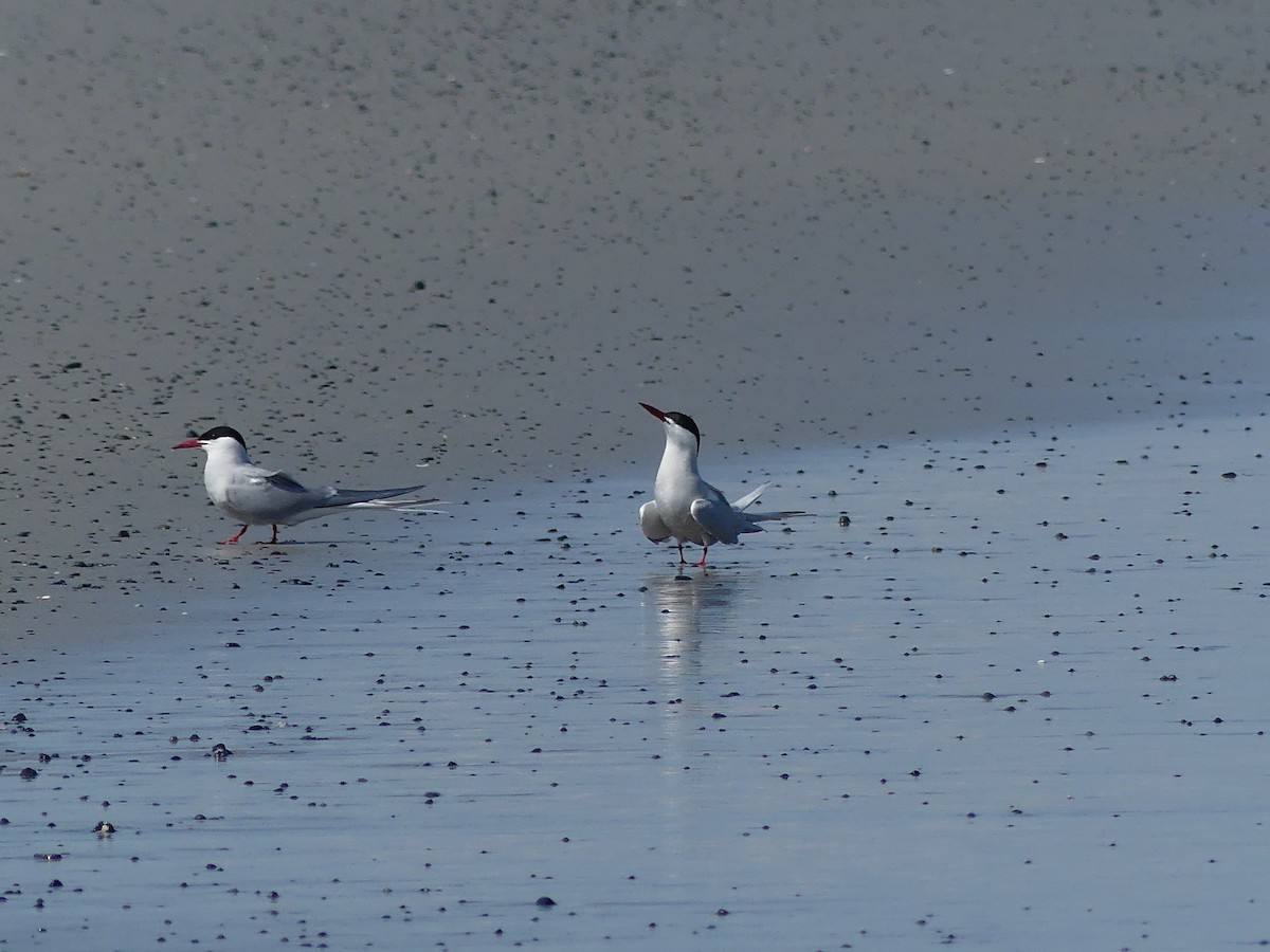 Common/Arctic Tern - ML620362016