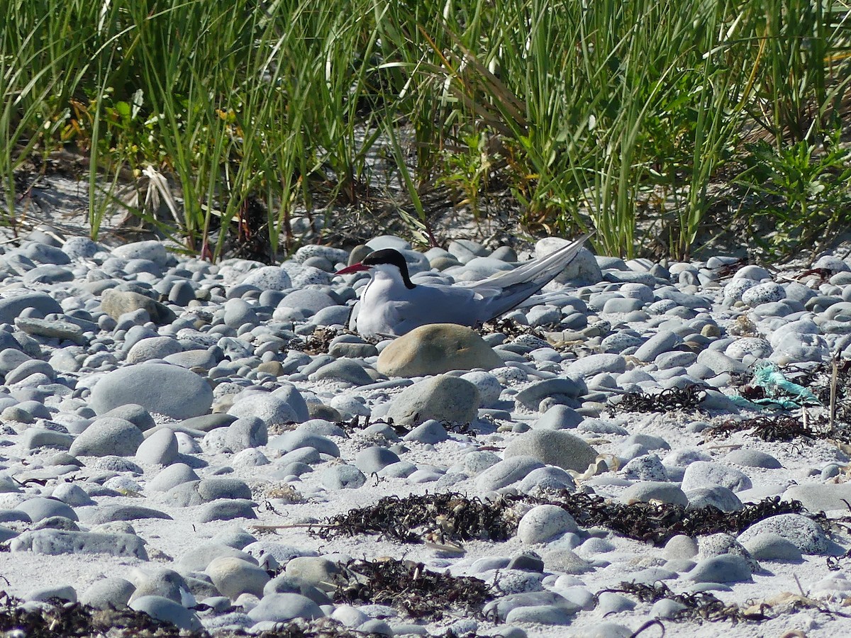 Common/Arctic Tern - ML620362020