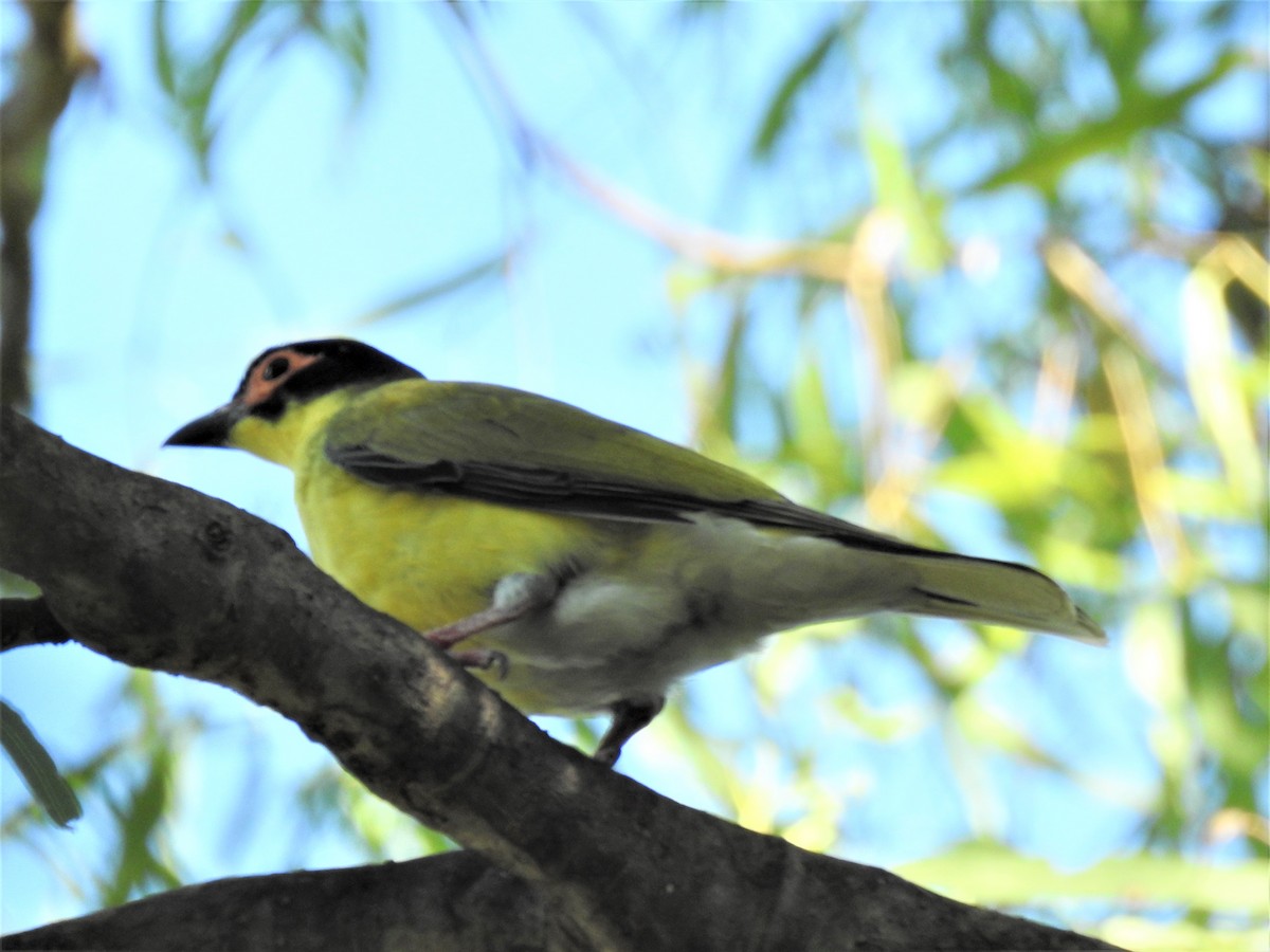 Australasian Figbird - ML620362021