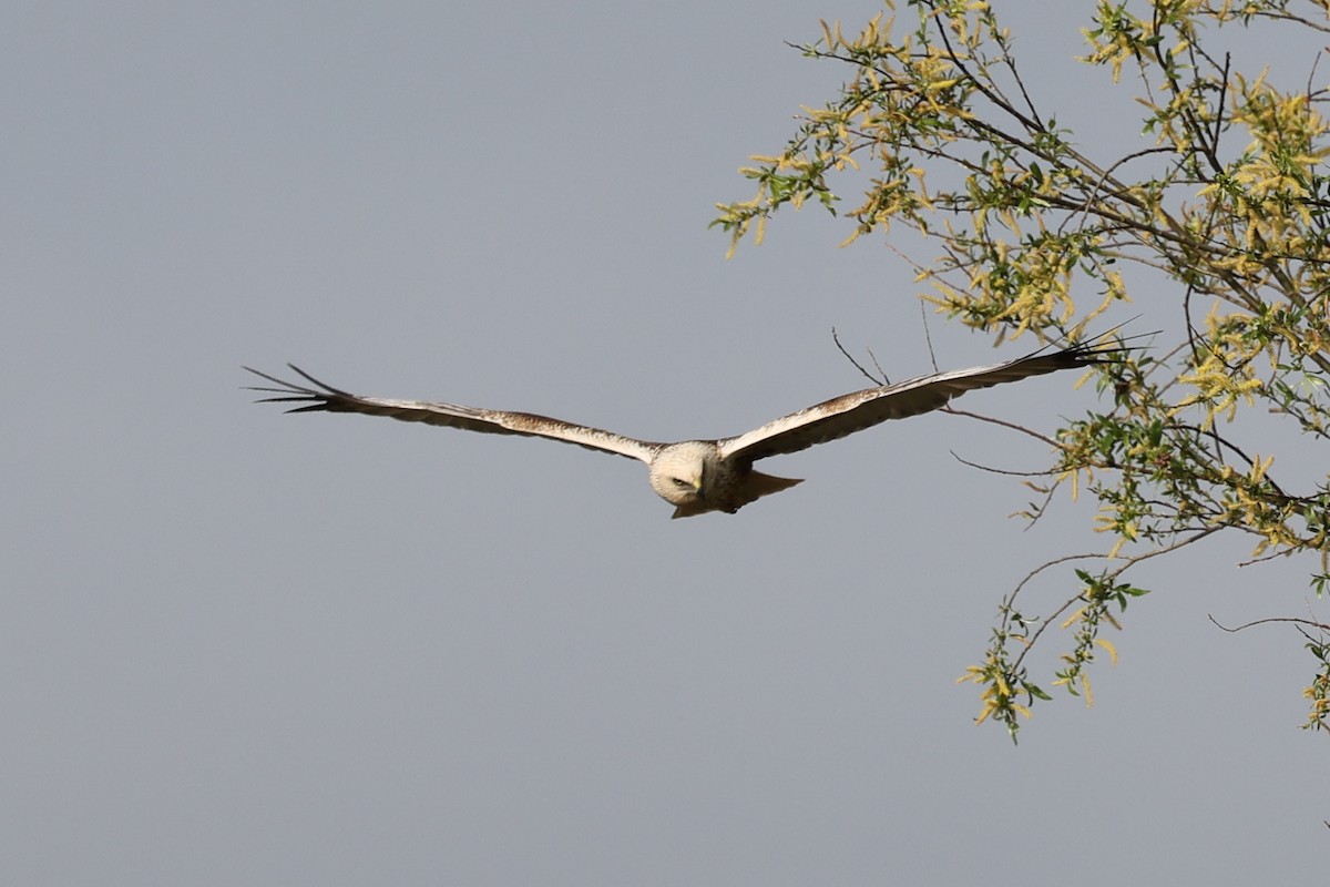 Western Marsh Harrier - Ian Thompson