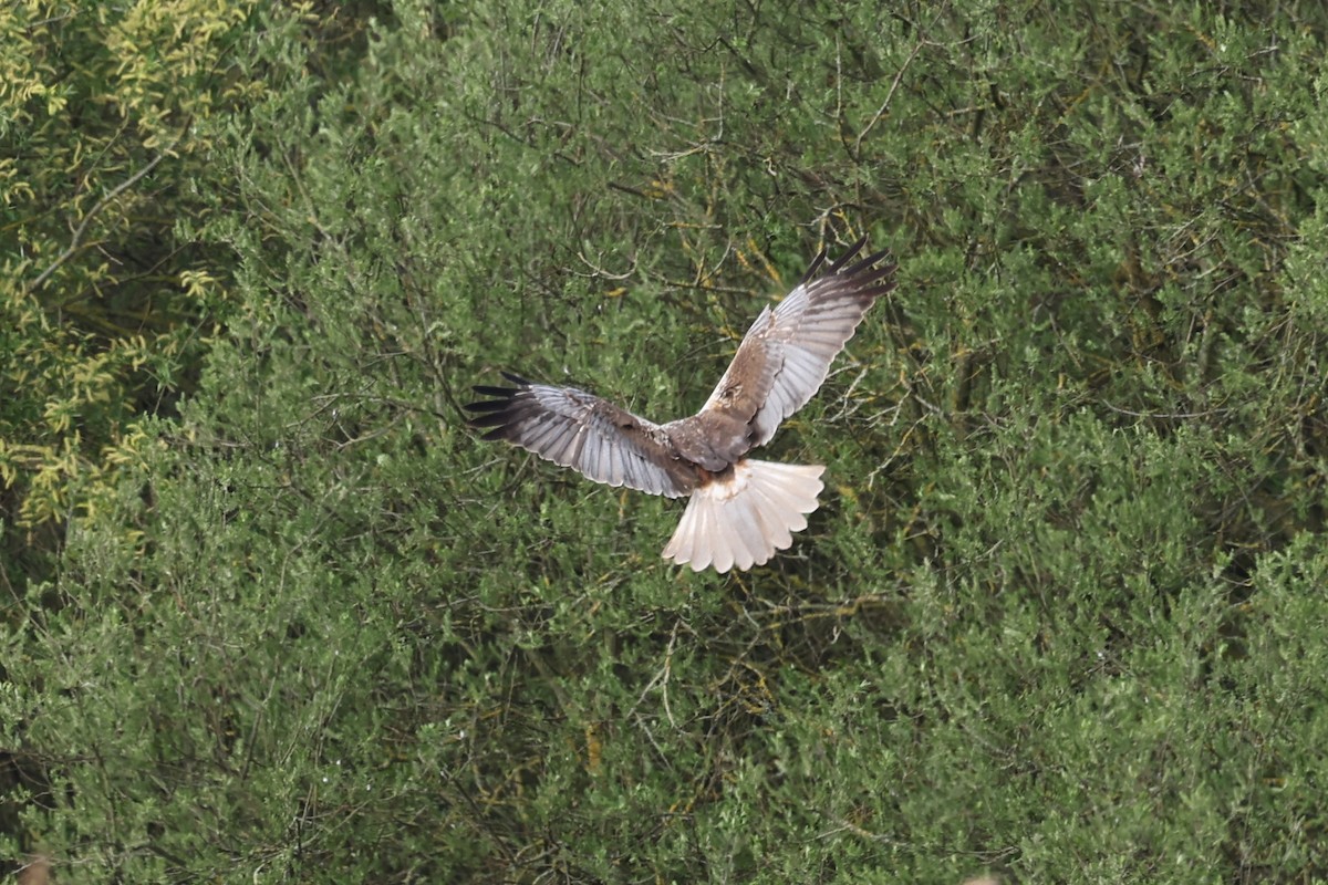 Western Marsh Harrier - Ian Thompson