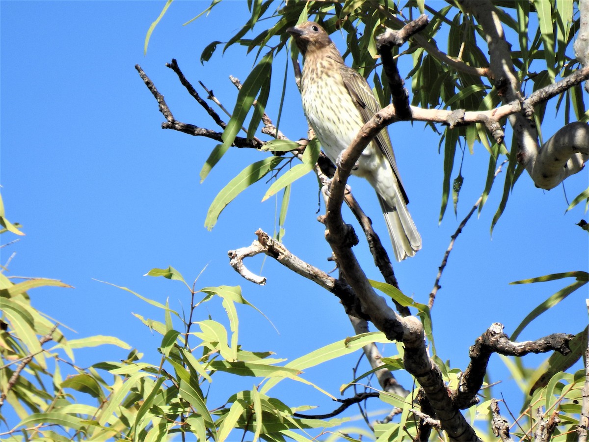 Australasian Figbird - ML620362029