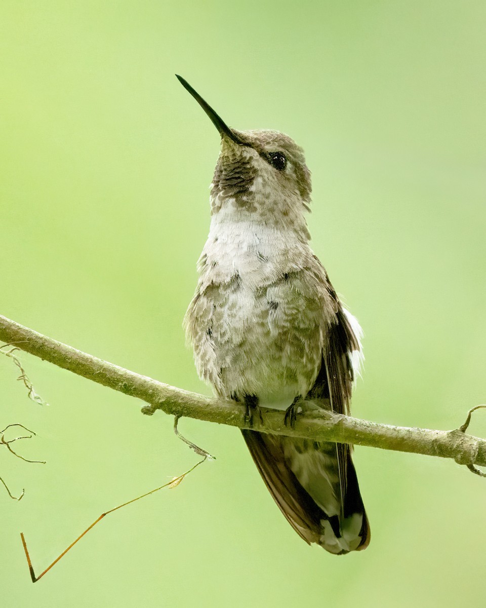 rødmaskekolibri - ML620362033