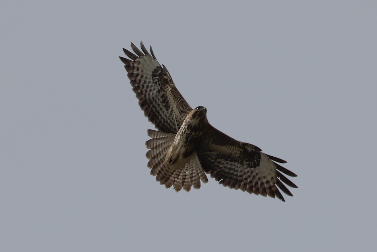 Common Buzzard - Ian Thompson