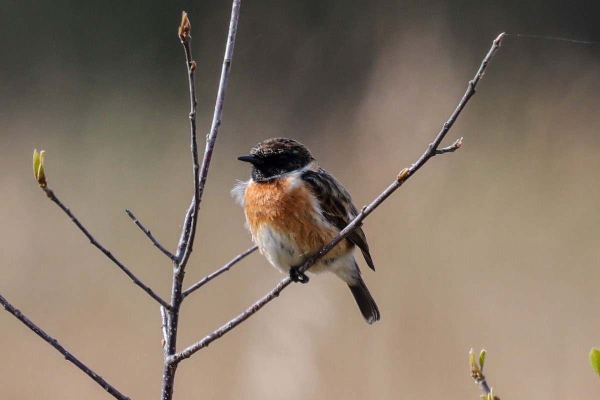 European Stonechat - Ian Thompson