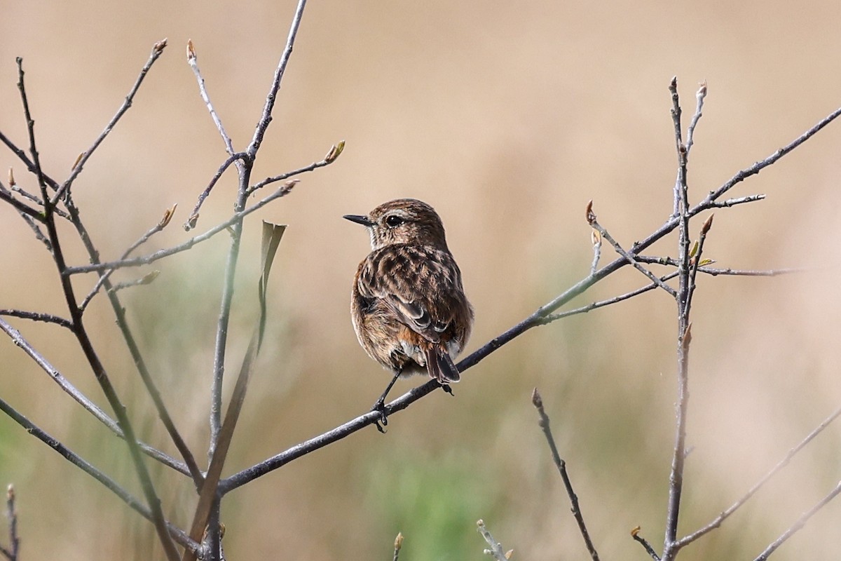 European Stonechat - Ian Thompson