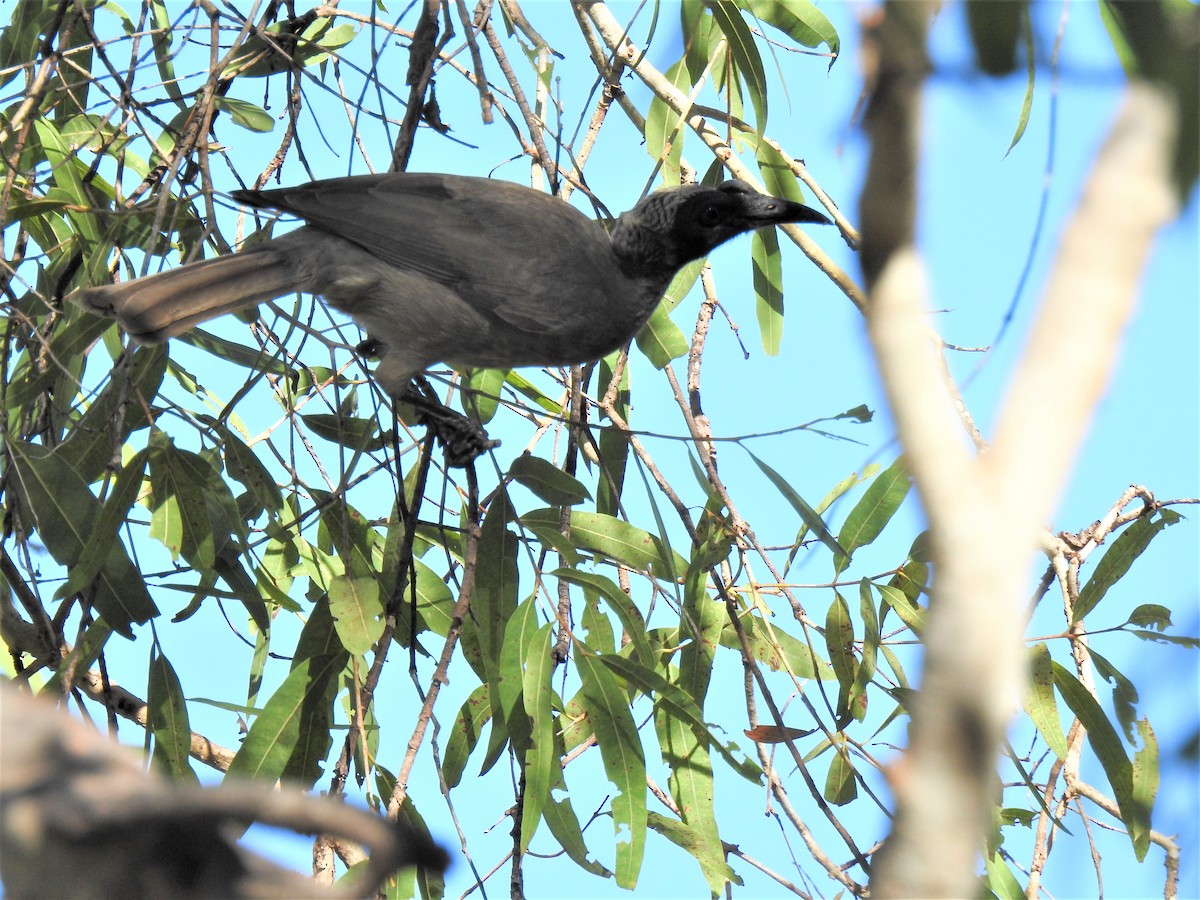 Helmeted Friarbird - ML620362058