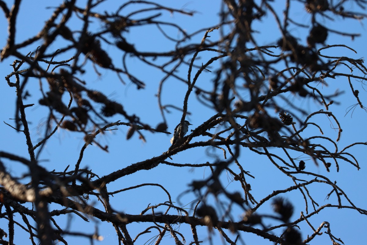 Downy Woodpecker - ML620362064