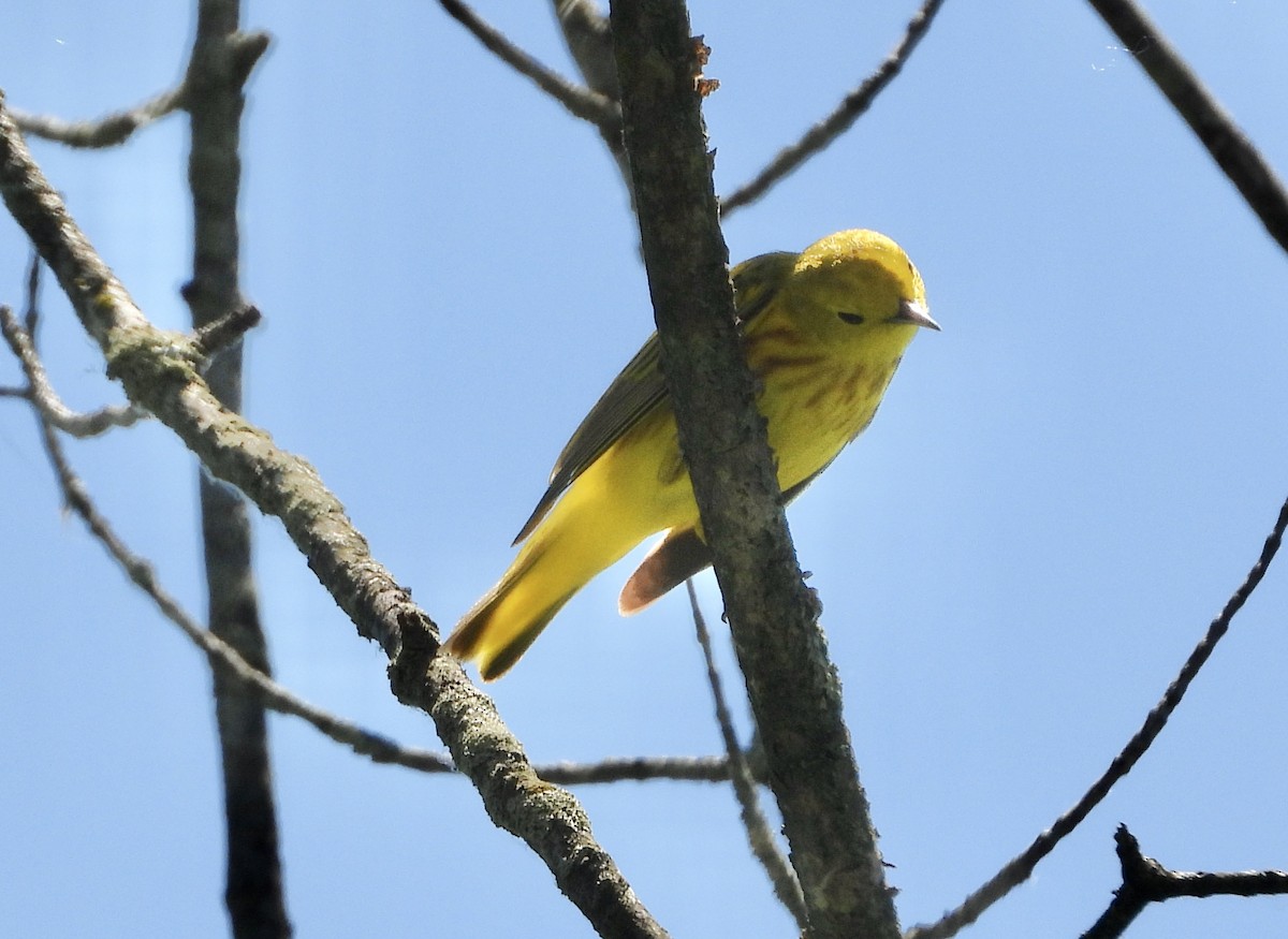 Yellow Warbler - ML620362069