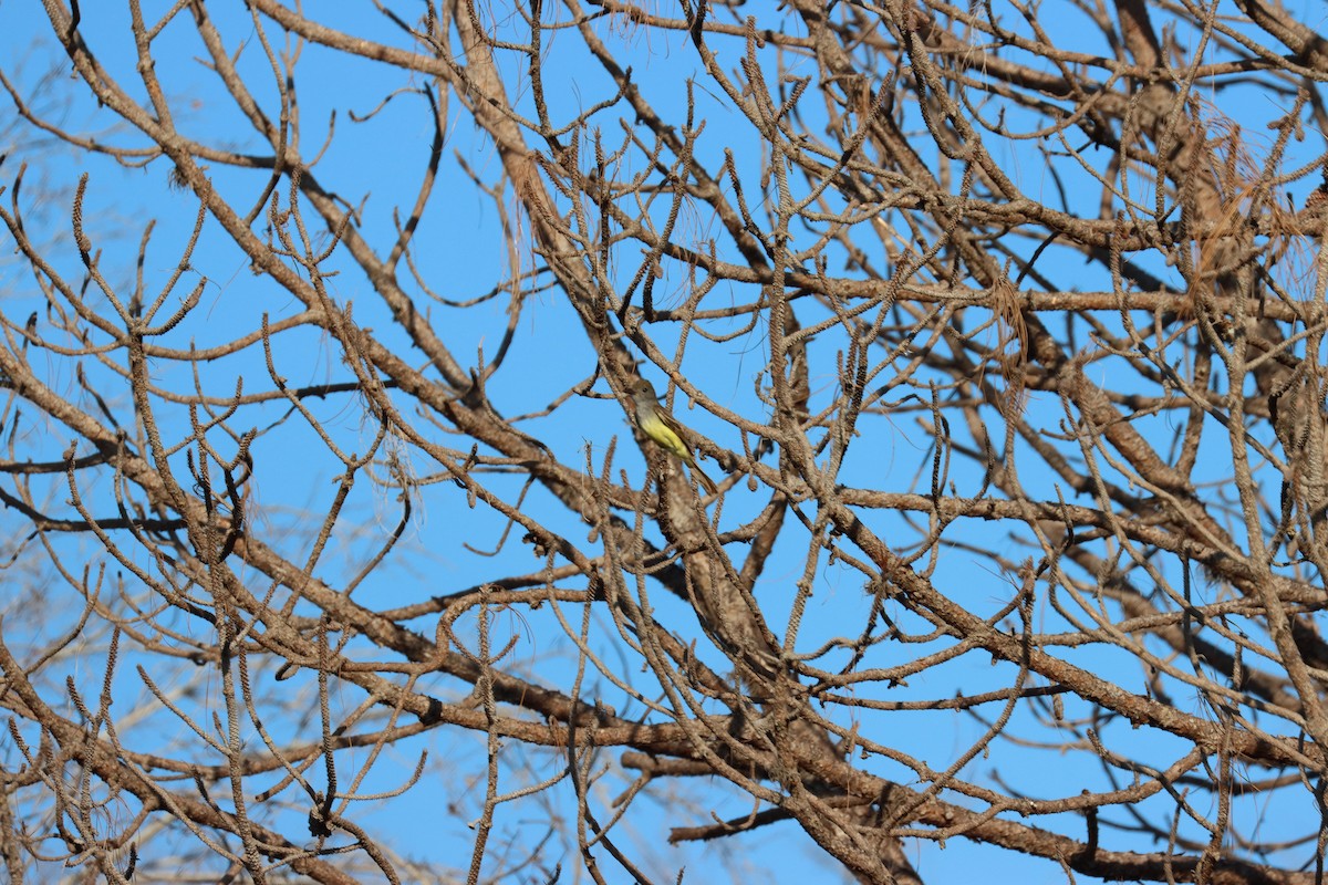 Great Crested Flycatcher - ML620362072