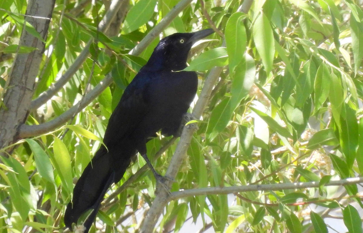 Great-tailed Grackle - ML620362079