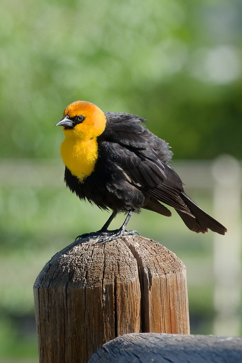 Yellow-headed Blackbird - ML620362086