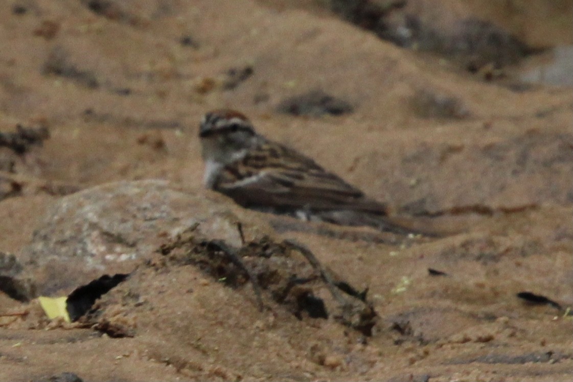 Chipping Sparrow - ML620362091