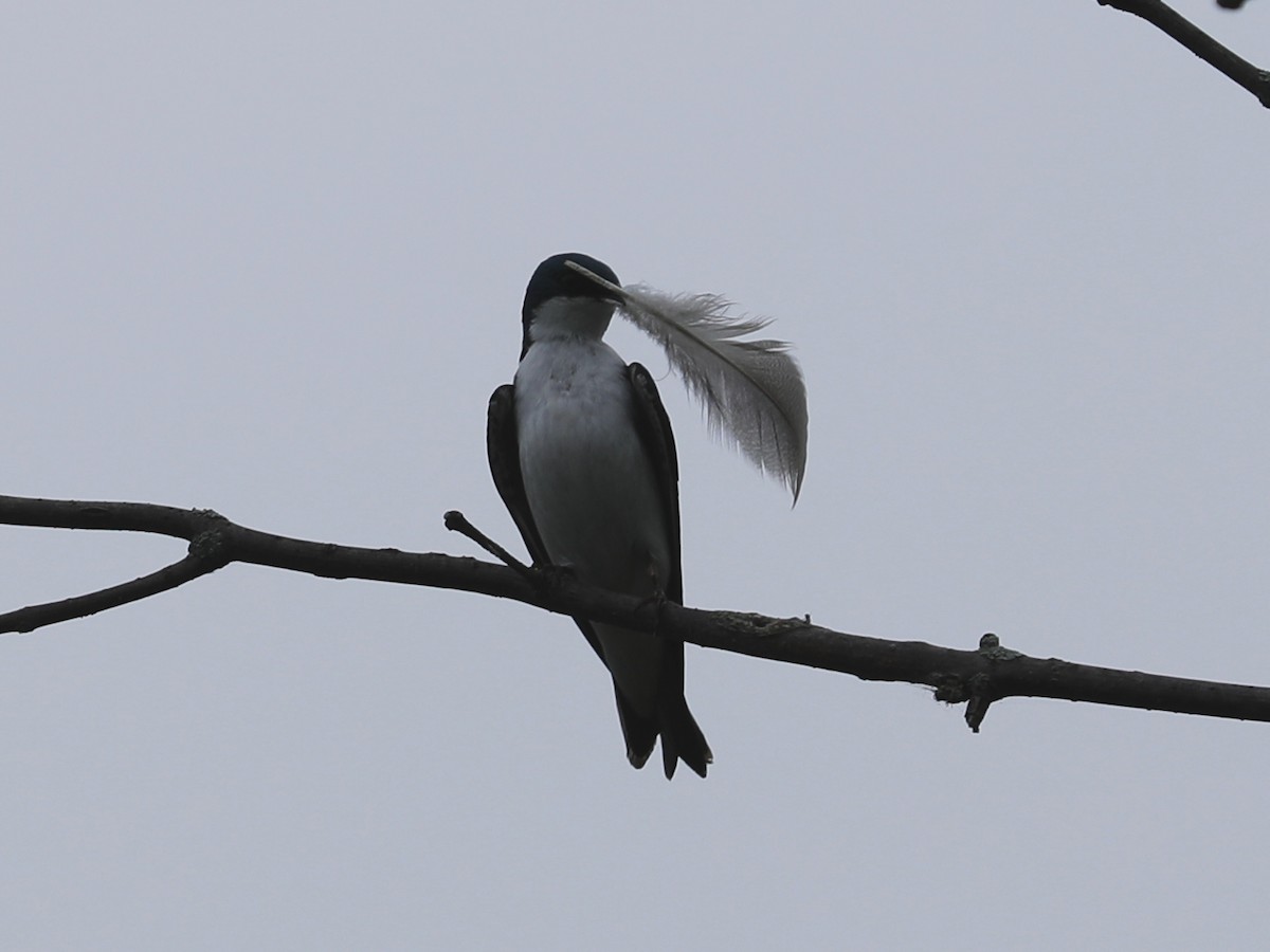 Golondrina Bicolor - ML620362100