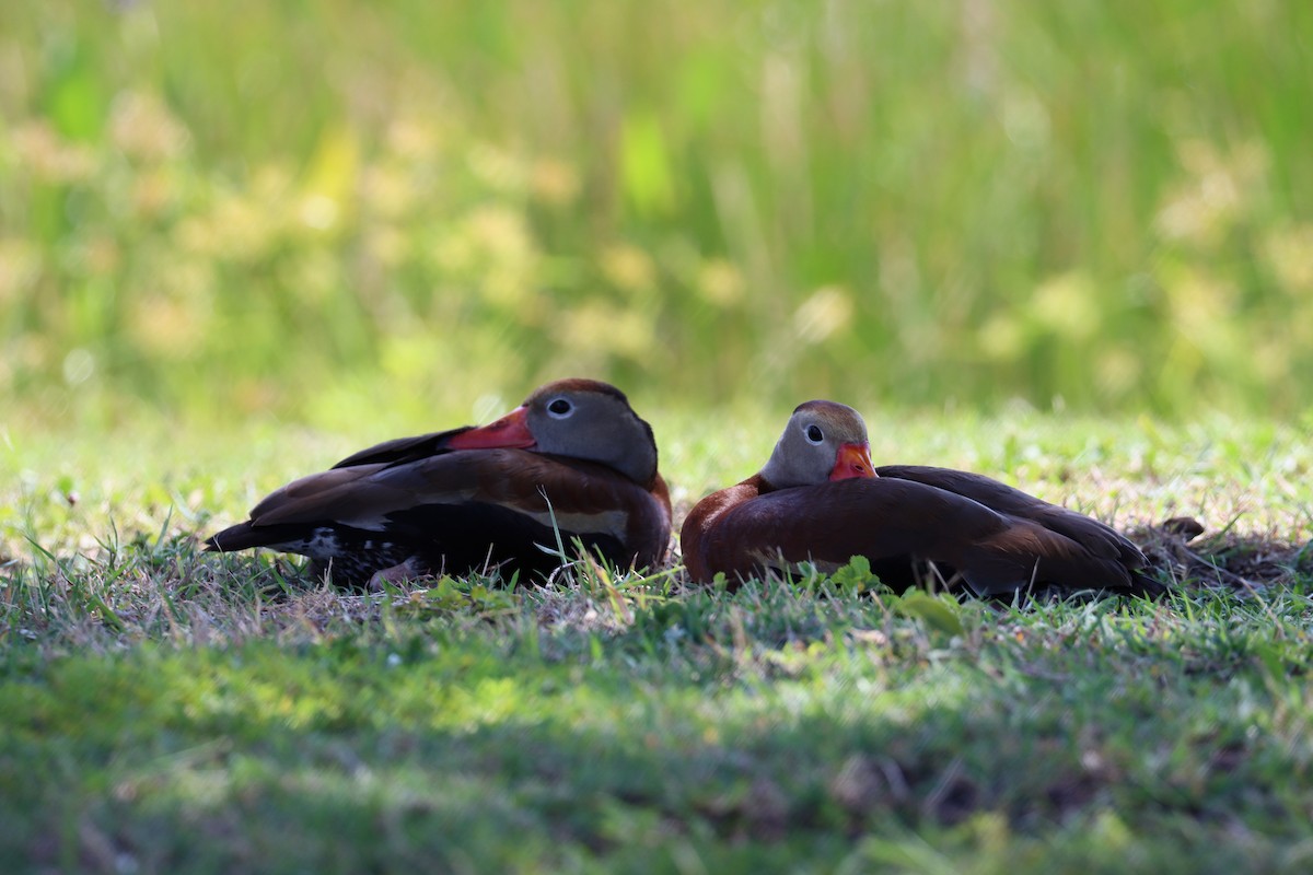 Black-bellied Whistling-Duck - ML620362109