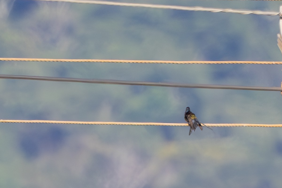 Swallow-tailed Hummingbird - ML620362111