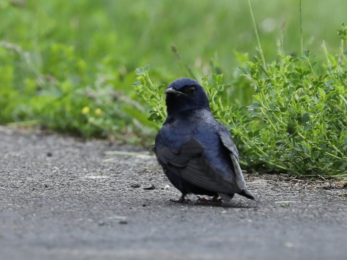 Golondrina Purpúrea - ML620362113